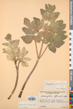 KPABG033194