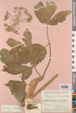 KPABG033195