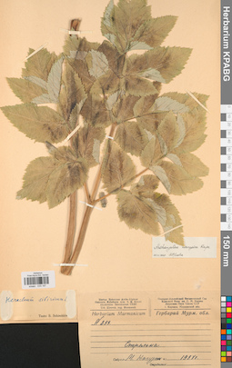 KPABG033197
