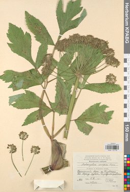 KPABG033199
