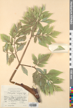 KPABG033202