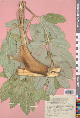 KPABG033204