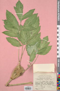 KPABG033205