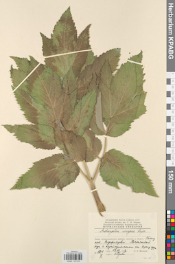 KPABG033233
