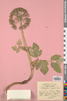 KPABG033235