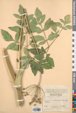 KPABG033248