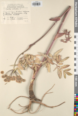 KPABG033251