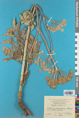 KPABG033260