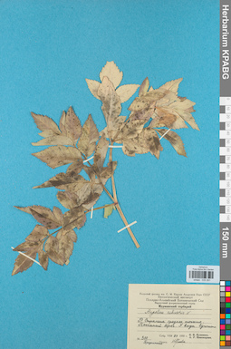 KPABG033261