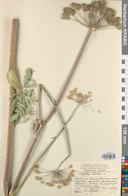 KPABG033270