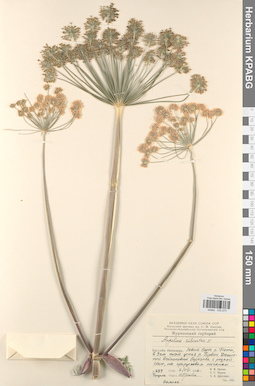 KPABG033273