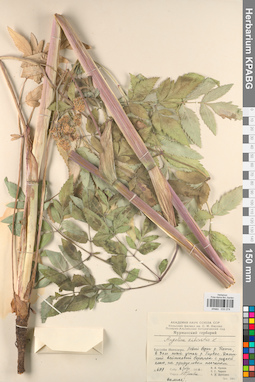 KPABG033274