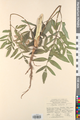 KPABG033275
