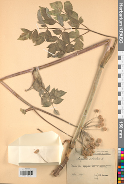 KPABG033291