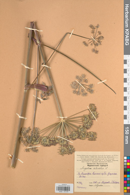 KPABG033294