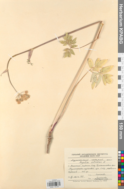 KPABG033297