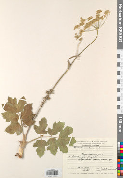 KPABG033325