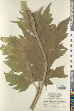 KPABG033337