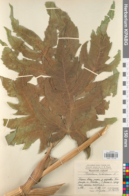 KPABG033338