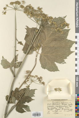 KPABG033340