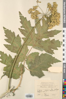 KPABG033345