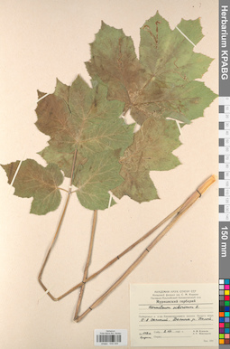 KPABG033358
