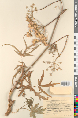 KPABG033370