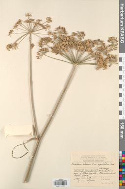 KPABG033377