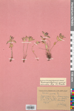 KPABG033381