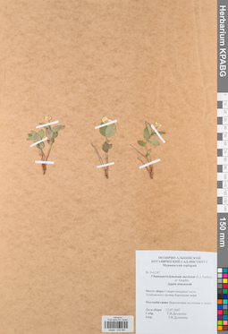KPABG033384