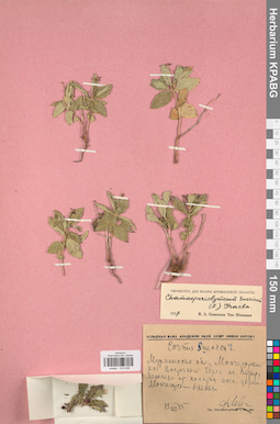 KPABG033406