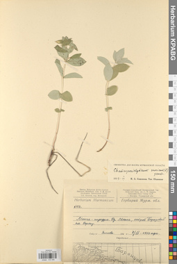 KPABG033496