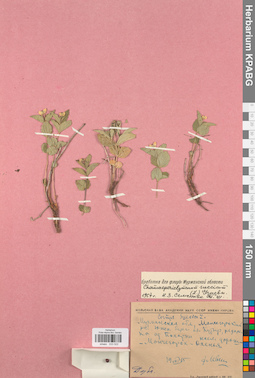 KPABG033522