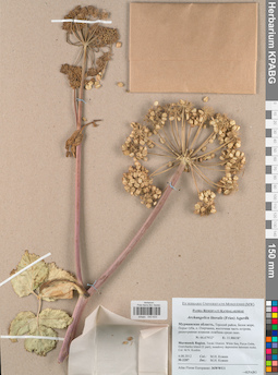 KPABG043633