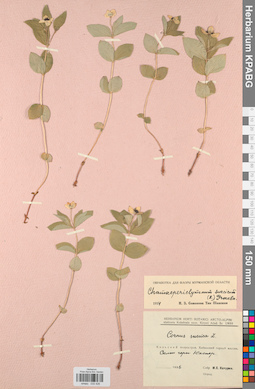 KPABG033426