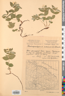 KPABG033435