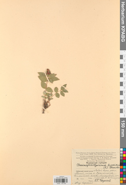 KPABG033448