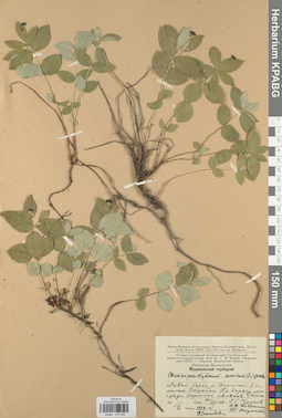 KPABG033483