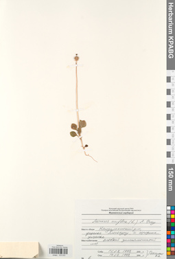 KPABG033533