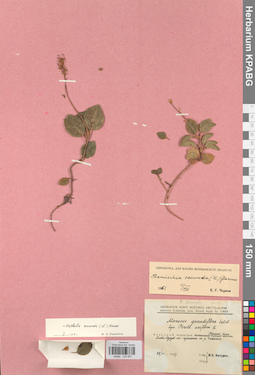 KPABG033607
