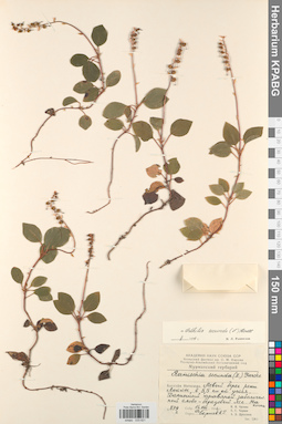 KPABG033621
