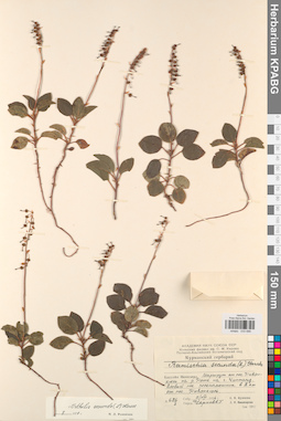 KPABG033686