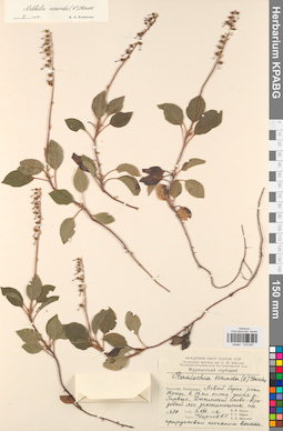 KPABG033697