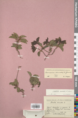 KPABG033732