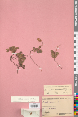 KPABG033744
