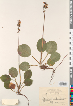 KPABG033786
