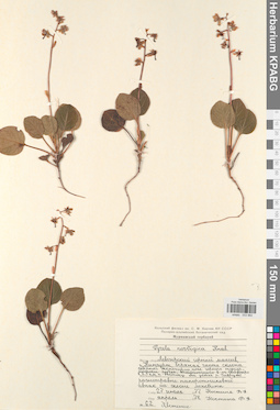 KPABG033962