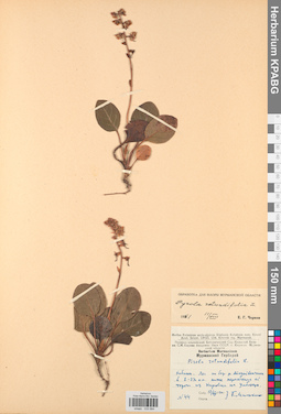 KPABG033994