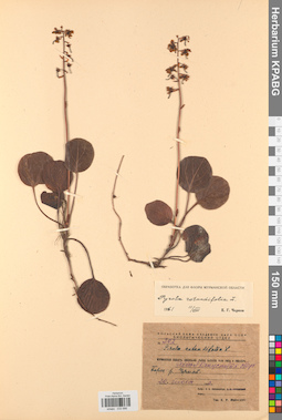 KPABG033996