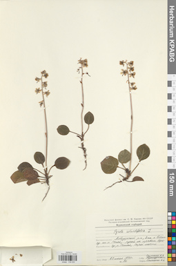 KPABG034025